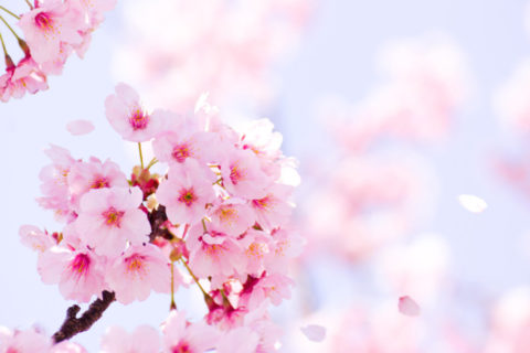 桜に関する豆知識をご紹介！